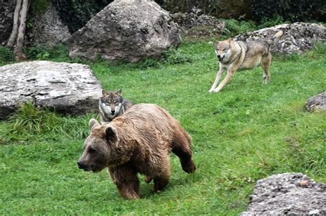 arth goldau tierpark|Natur